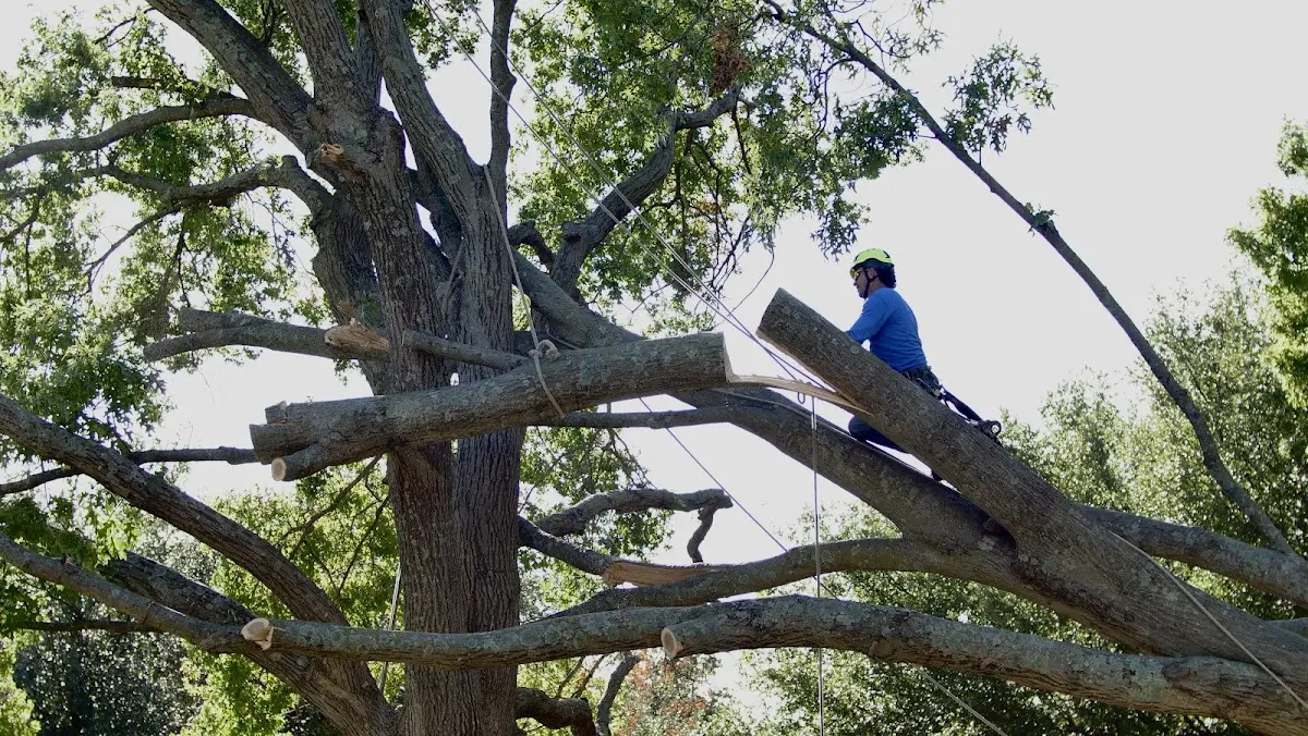Professional Crown Thinning performed by certified arborists in Monroe